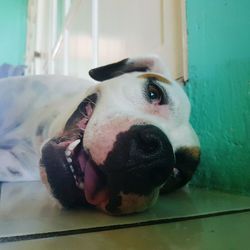 Close-up portrait of dog relaxing