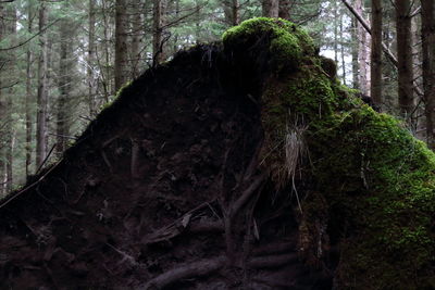 Close-up of tree trunk in forest