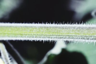 Grass growing in field