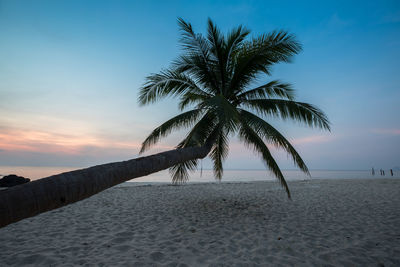 Palm tree on beach against sky during sunset