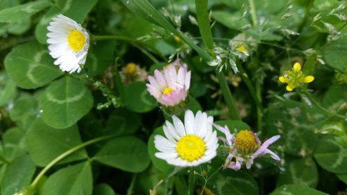 Close-up of white flowers blooming outdoors