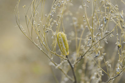 Close-up of flowering plant, capullo de mariposa, insecto,butterfly cap, insect