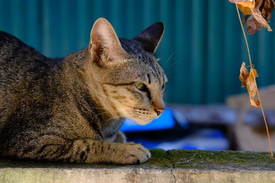 Close-up of a cat looking away