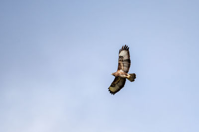 Low angle view of eagle flying against clear sky