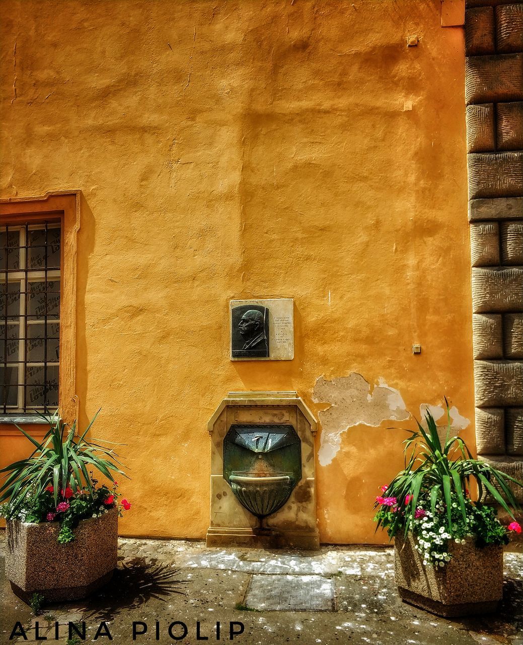 architecture, potted plant, built structure, building exterior, window, flower, plant, window box, yellow, no people, day, outdoors, growth, nature, fragility, close-up, freshness