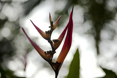 Close-up of red flowering plant