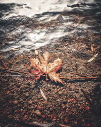 High angle view of spider on dry leaf