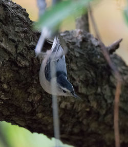 Close-up of bird perching on tree