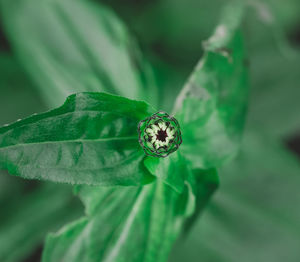 Zinnia flower stalk with green leaves and unblown bud, close up