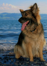 Close-up of dog by sea against sky