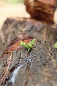 Close-up of small plant growing on tree trunk