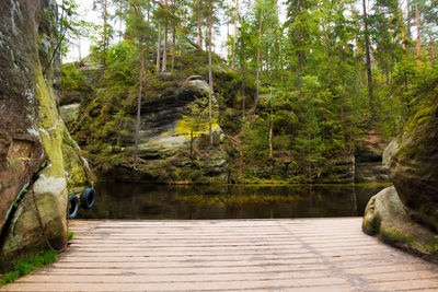 View of bridge in forest