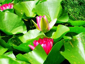 Close-up of pink lotus water lily