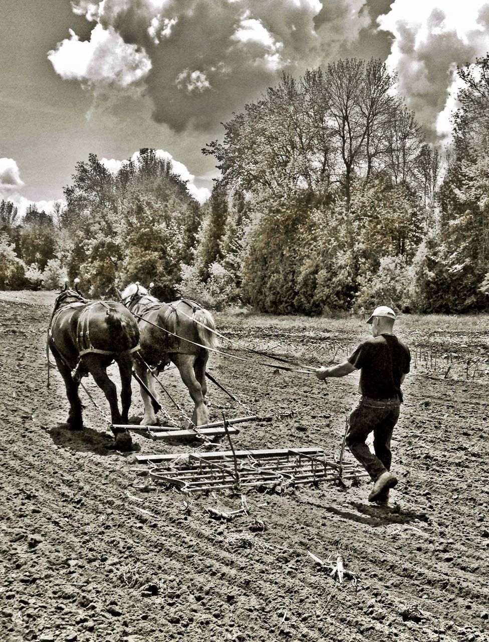 full length, animal themes, domestic animals, mammal, rear view, tree, walking, horse, sky, togetherness, livestock, standing, men, lifestyles, one animal, leisure activity, dog, two animals