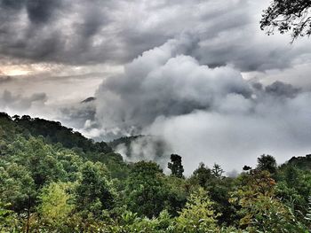 Panoramic view of trees and plants against sky