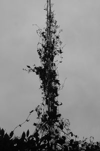 Low angle view of silhouette tree against sky