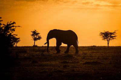 Herd of elephants in africa walking through the grass in tarangire national park