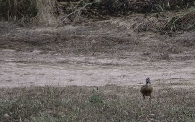 Bird on field