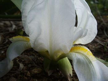 Close-up of white flower on field