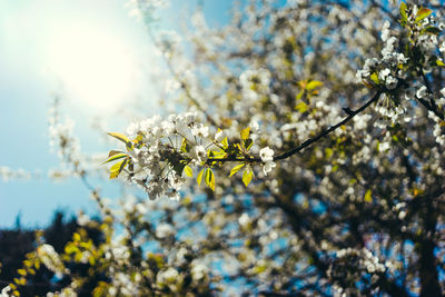 Low angle view of cherry blossoms against sky