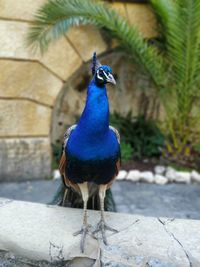 Close-up of peacock perching on wall