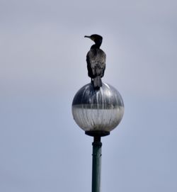 Bird perching on a street