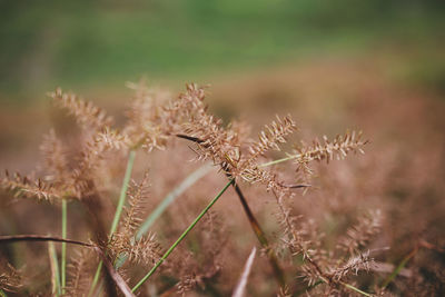 Close-up of dried plant on field