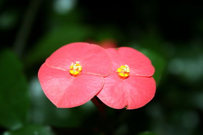 Close-up of pink flowering plant