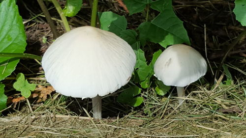 High angle view of mushrooms growing on field