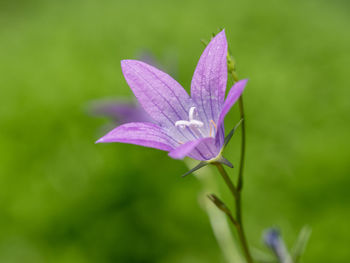 Close-up of purple flowering plant