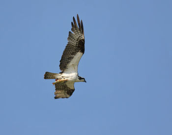 Low angle view of eagle flying against clear blue sky