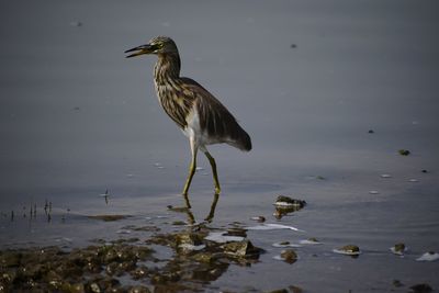 Bird perching on a lake