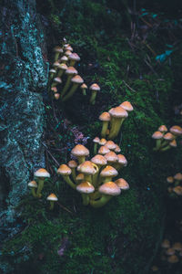 Close-up of mushrooms growing on tree trunk