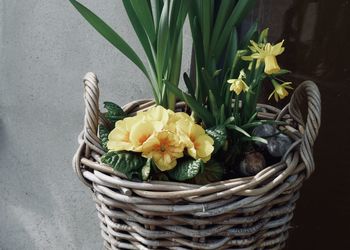 Close-up of yellow flower in basket