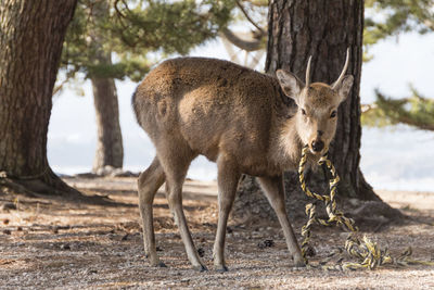 Deer standing on tree trunk