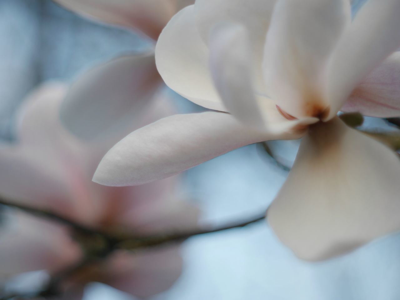 flower, plant, beauty in nature, petal, flowering plant, white, close-up, freshness, fragility, blossom, macro photography, growth, nature, no people, inflorescence, flower head, selective focus, outdoors, springtime, focus on foreground, pink, day