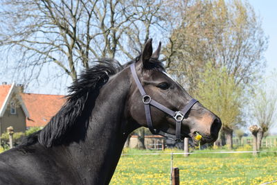 View of a horse on field