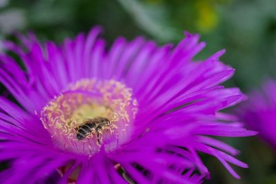 Close-up of pink flower