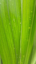 Full frame shot of wet leaf