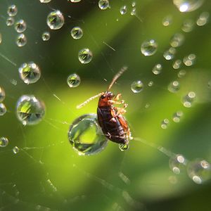 Close-up of insect on spider web