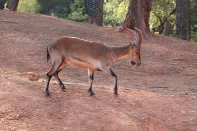 Horse in forest