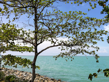 Trees by sea against sky