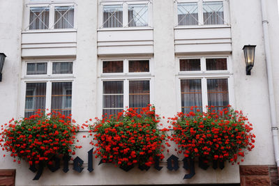 Red flowers in front of building