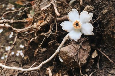 Close-up of fresh white flower tree