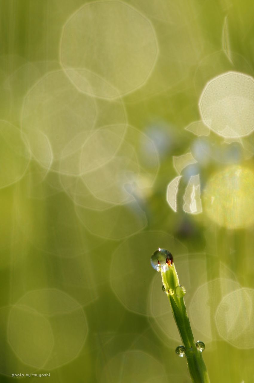 animal themes, one animal, animals in the wild, wildlife, water, close-up, drop, green color, insect, nature, focus on foreground, spider web, leaf, fragility, spider, selective focus, beauty in nature, plant, wet, reflection