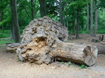 Trees growing in forest