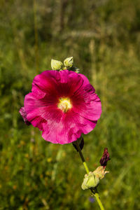 Close-up of pink flower