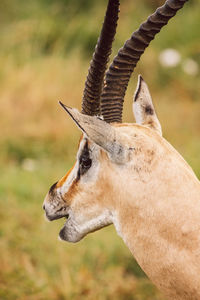 Close-up of impala antelope