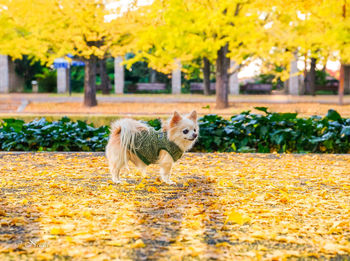 View of a dog