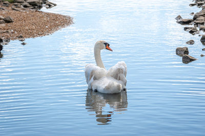 Swans swimming in lake
